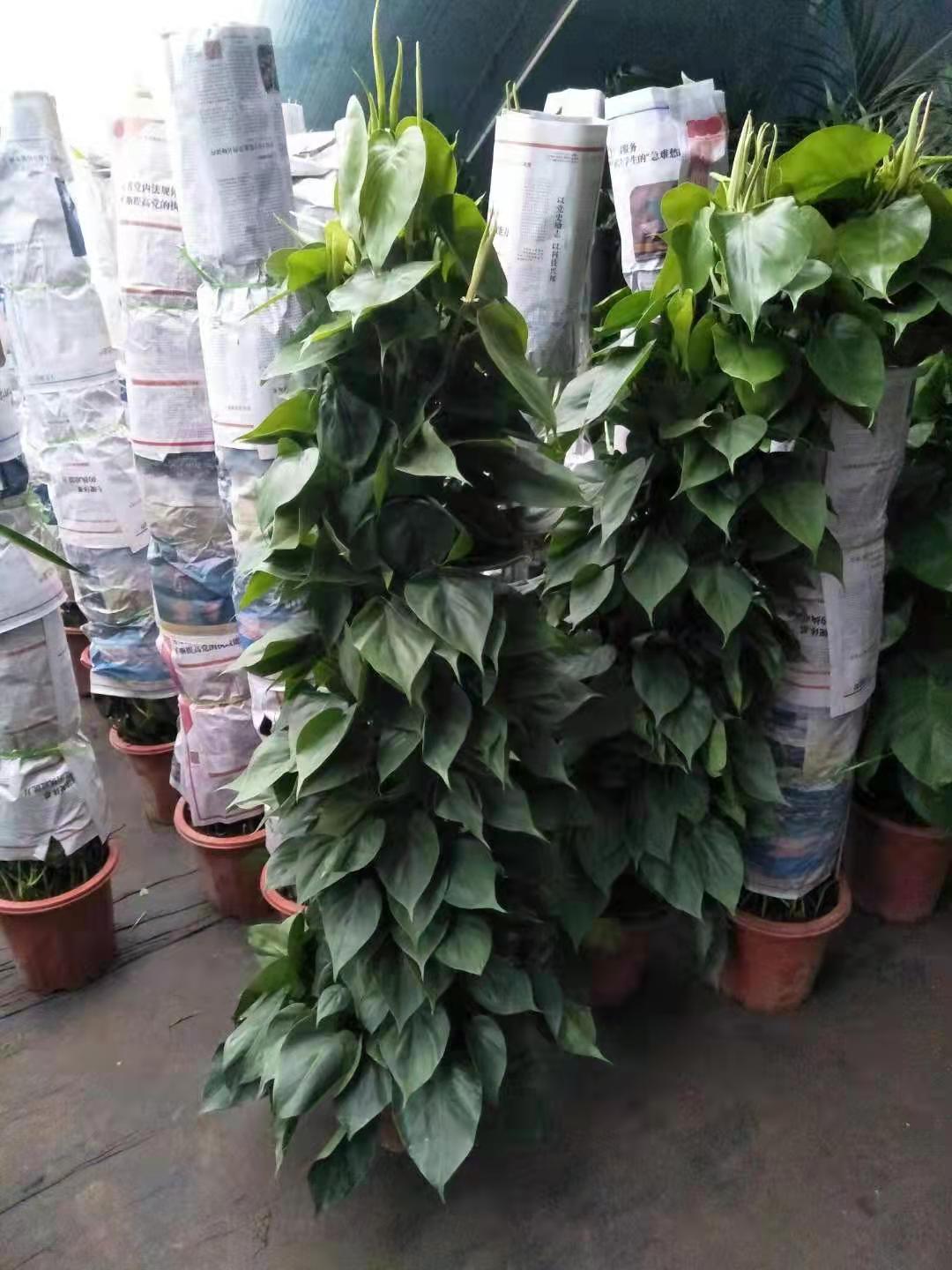 北京綠植養(yǎng)護主要做什么？
