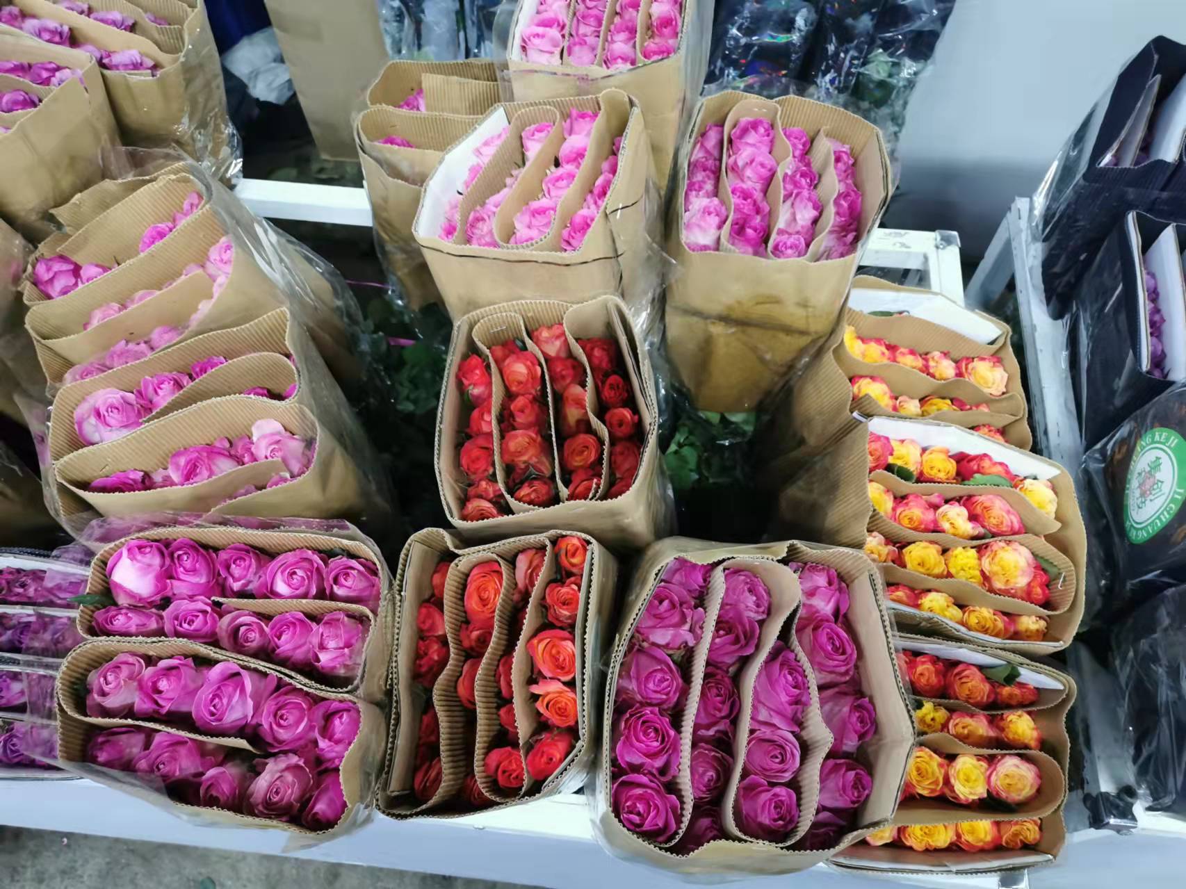 花卉月季好養(yǎng)護嗎？
